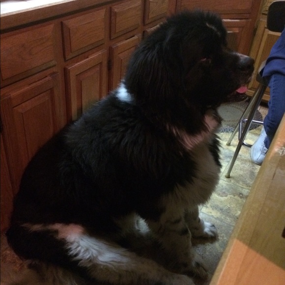 Meet your Posher, Jill - Picture 1 of 1